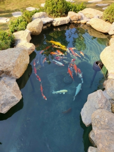 Dịch Vụ Bơm Nước Sạch Cho Bể Cá Koi